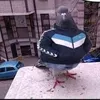 jobeloky
