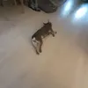justalilybitsilly3