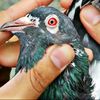 pigeonlovers