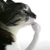djuliakkkj