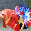 j.n.betta