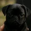 daviocixdds