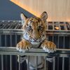 Tiger Topia Zoo