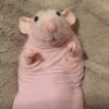 andrew.goon.rat