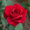 max.loves.roses