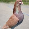 merpati.id8