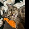 calvin_640