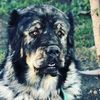 boyka_7788