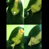 agisfauziah5314407609561