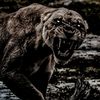lion78135