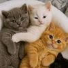 wan.zul39