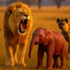 Animal Stories
