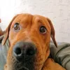 karma_voronez