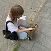lillypapegaaitje