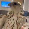 saif.almrzooqi