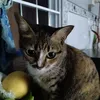 catlover0001