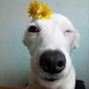 Dog world