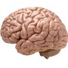 brainz556