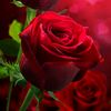 md.haidar.ali919