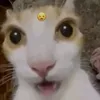 nguyn.tin.minh934