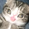 catbanane