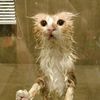 kitty100874
