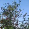 algofe1