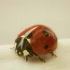 avacadoskindasuck