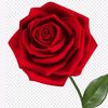 user177074803