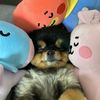 taetaelovee33