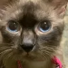 willow_thesiamesecat
