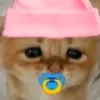 kattokitten