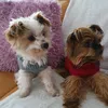 chipsy.01