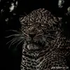 mohammadibrahim9482