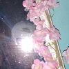 angelt_t