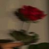 liz.anghely