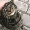 Meow Mania