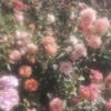alope_rm1