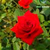 halima.khatun425