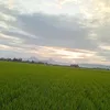 supardi1353