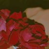 sagheerabbas504