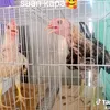 judeth_potot