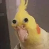 danadinhu