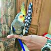 muhammad.saad7046