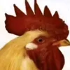 _tpam_