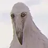 atumalac.a