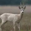 zwierzency_znawca
