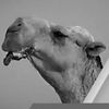 إرث