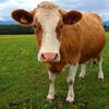 brown.cow69