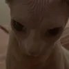m3owju1ia